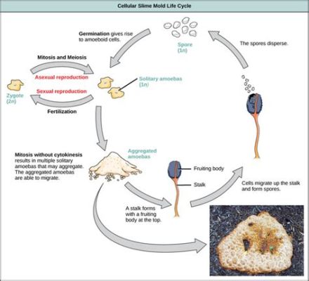 Heteromita! Bir Protist Olarak Özgün ve İlginç Hayat Döngüleri İle Sizi Kendine Çekecek