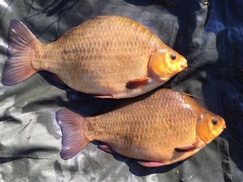  Crucian Carp!  A Tiny Fish with an Appetite for Anything and Everything