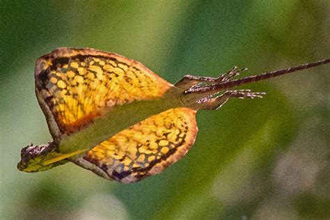  Draco! A Lizard With Wings That Defies Gravity