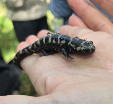  Giant Salamander: An Amphibian Anomaly with the Grace of a Bulldozer and the Stealth of a Ninja!