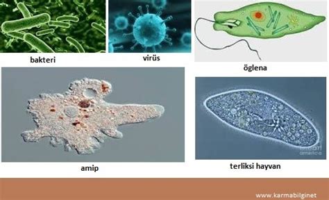 Neospora!  Bu Mikroskobik Canlı, Evcil Hayvanlarınız İçin Gerçek Bir Tehlike mi?