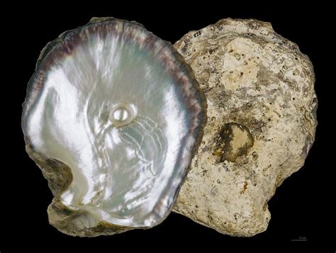  Oyster:  Known For Its Delectable Pearls, This Bivalve Masterfully Filters Water While Sporting a Striking Pearlescent Interior!