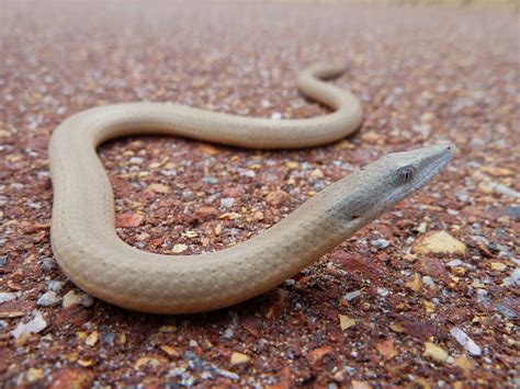 Queensland Legless Lizard: A Curious Reptile That Thrives Despite Its Lack of Limbs!