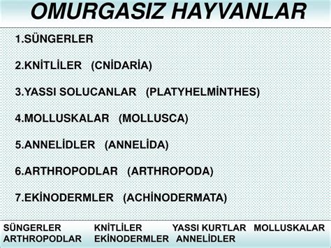  Quiriloides: İnanılmaz Biçimde Yenilenebilme Gücüne Sahip Yassı Kurtlar!