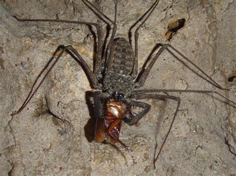  Woollier Than You Think: Exploring the Curious World of the Whip Spider!