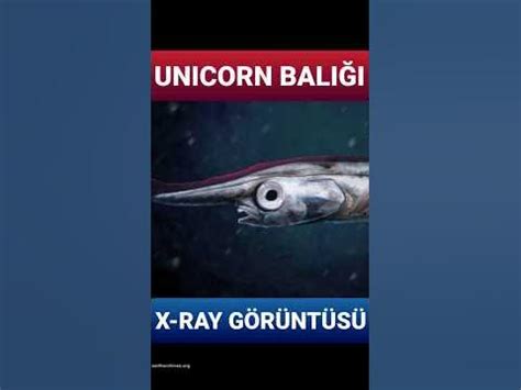  Yalancı Yetiştirici: Denizlerin Gizemli Çocukları ve İri Yılan solucanı