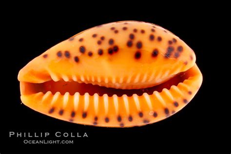  Yellow Cowrie'in Gizemli Dünyası: Kabuklu Bir Güzellik İçin En İyi Sıcak Deniz Evleri Nerelerdir?