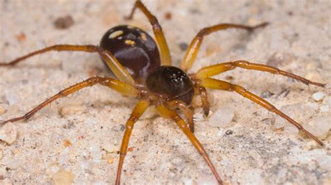  Zodariidae Örümcekleri: Avcıların Gizli Kahramanları mı?